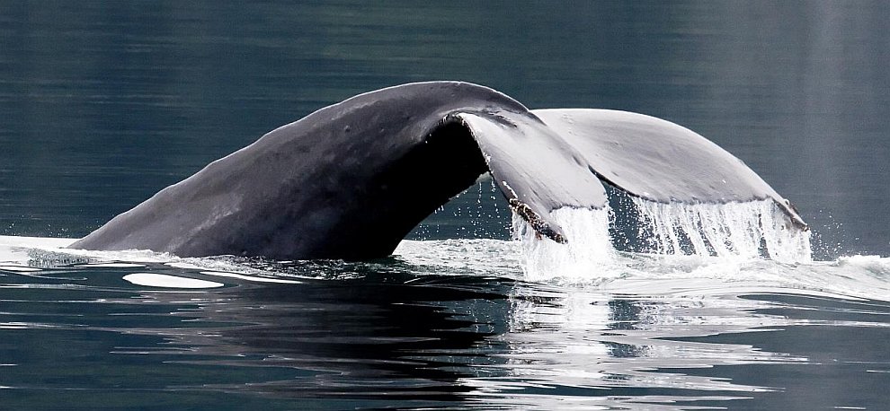 Хвост горбатого киты. Горбатые киты проводят лето в Национальном парке Глейшер Бей