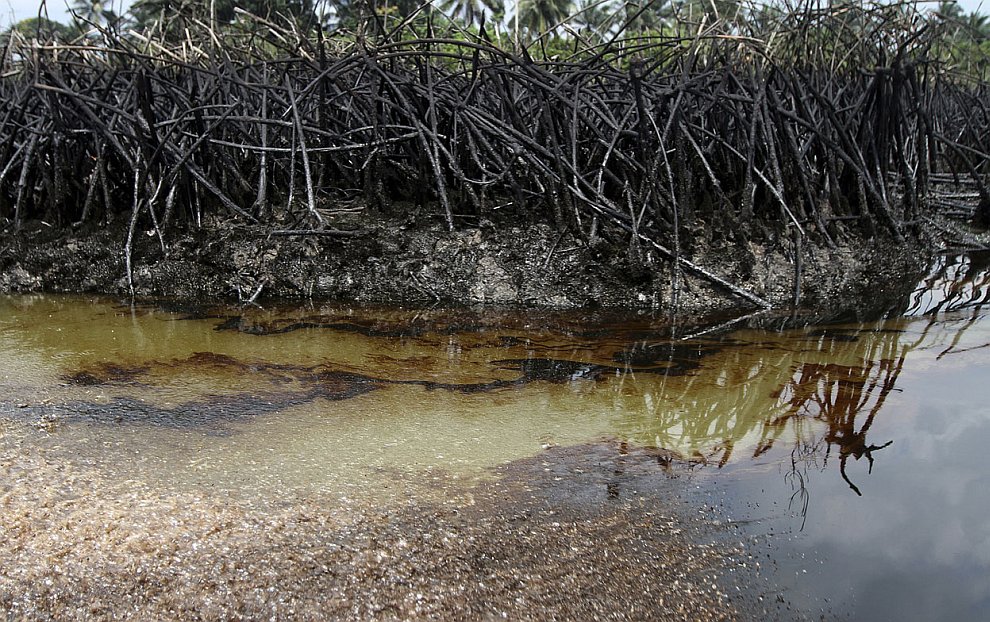 Уничтоженные мангровые заросли из-за разлива нефти