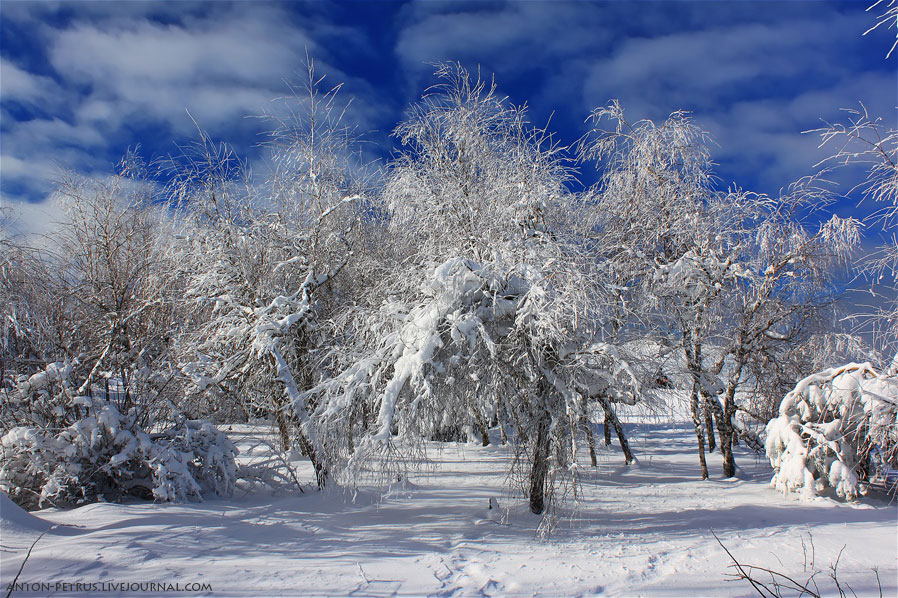 Winter forest in the mountain