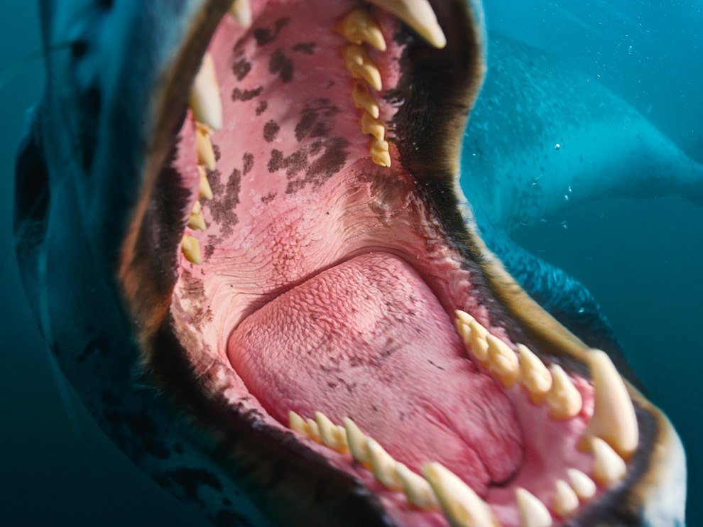 Зубы морского леопарда