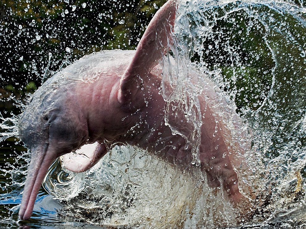 Розовый дельфин