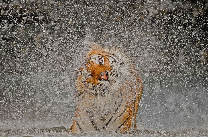 Победители конкурса фотографии National Geographic 2012