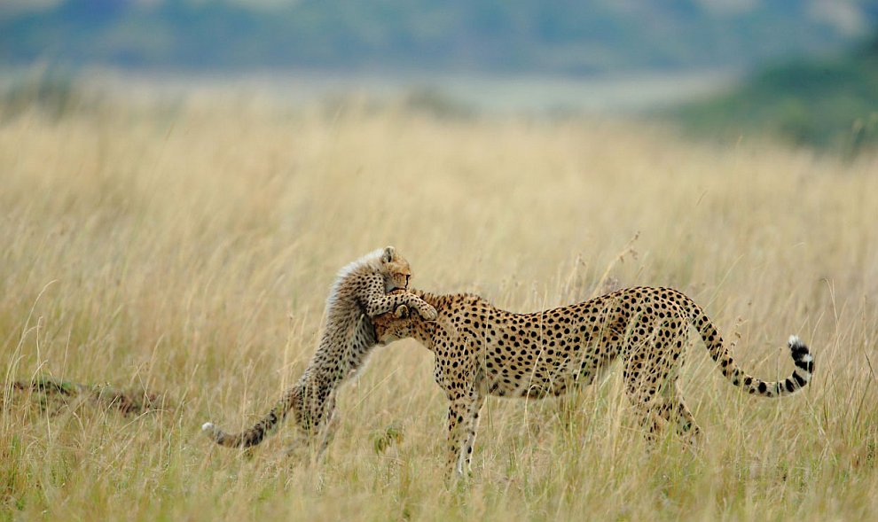 Маленький гепард с мамой