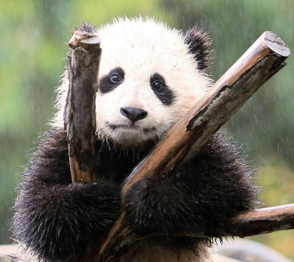 Большие панды или бамбуковые медведи