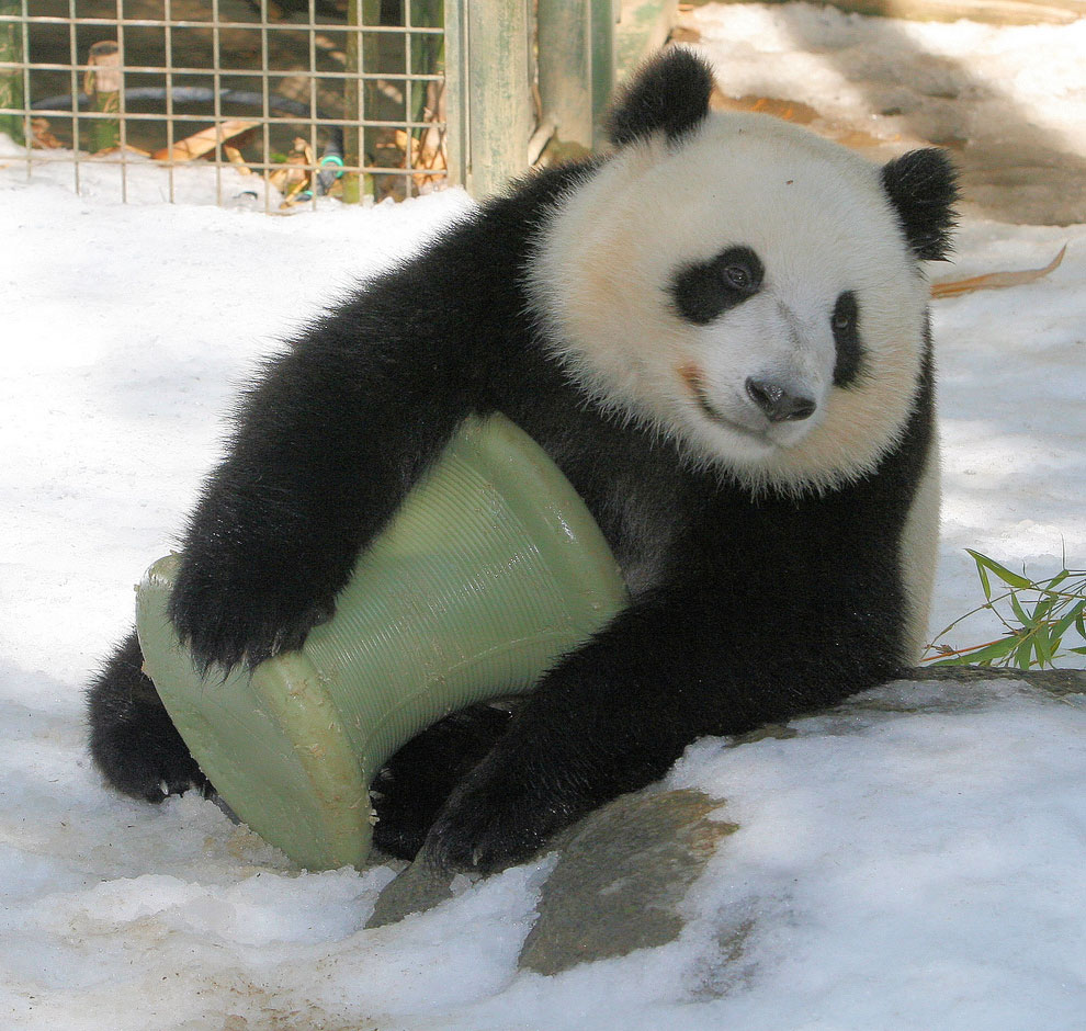 Большие панды или бамбуковые медведи