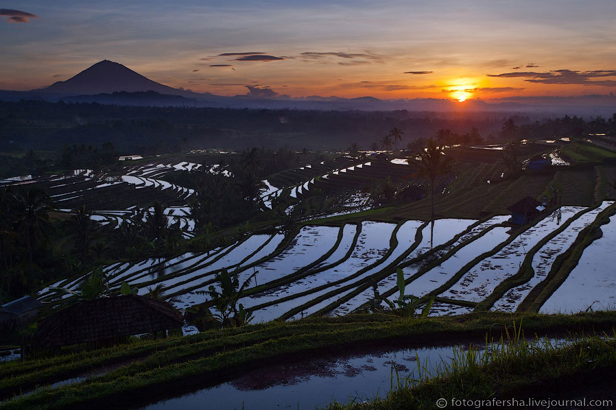 Рисовые поля на Бали