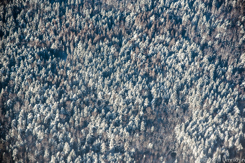 Подмосковные леса стоят под снегом