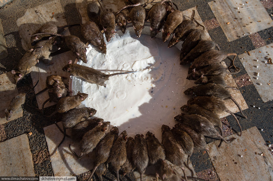 Храм крыс Шри Карни Мата в Индии