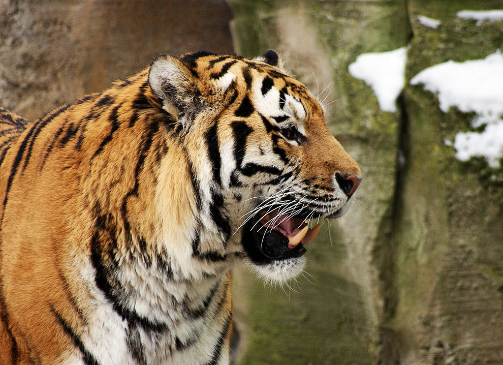 Тигр — самая большая современная кошка в зоопарке Лейпцига