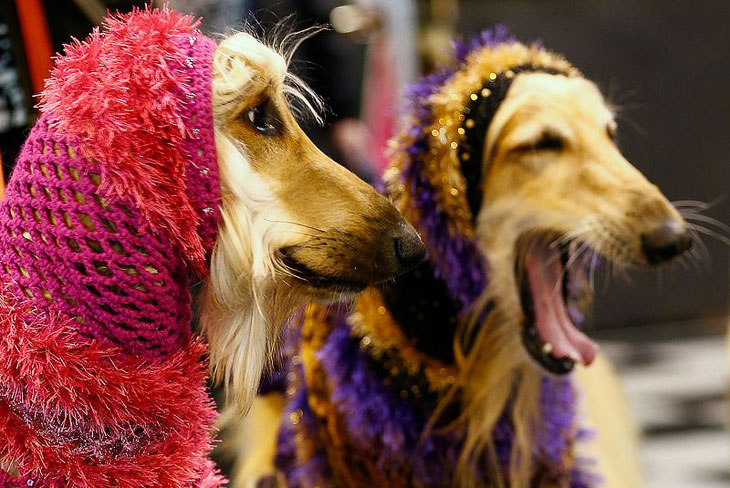 Выставка собак Crufts Dog Show 2013