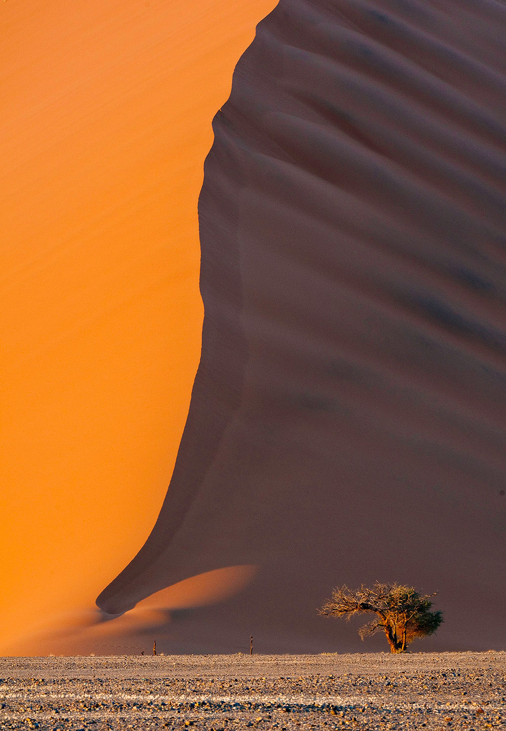 Одинокая акация около огромной дюны в Намибии