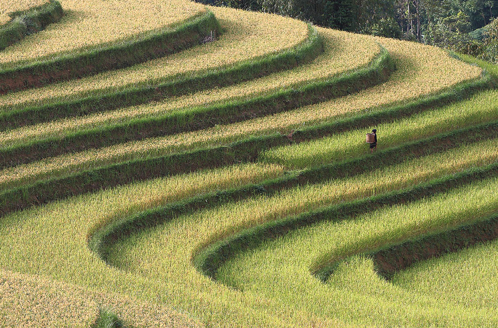 Еще одна фотография рисовых террас во Вьетнаме