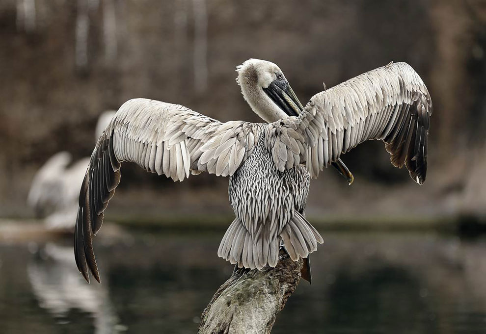 Пеликан расправляет крылья перед взлетом: в парке в городе Тампе, штат Флорида подвезли еду