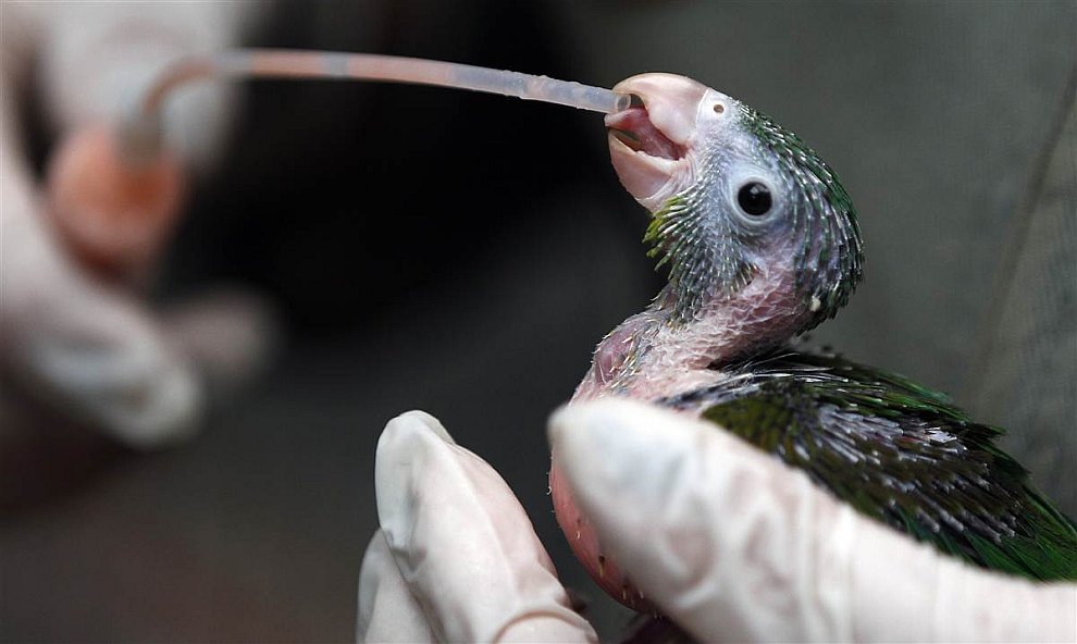 Ветеринар кормит маленького попугайчика в приюте для животных в Боготе, Колумбия