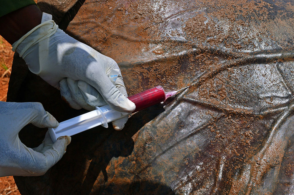 Сотрудник заповедника дикой природы в Кении берет образец крови дикого слона