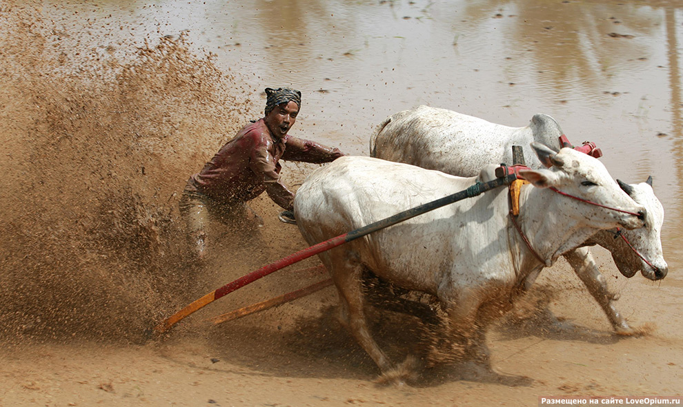 Гонки на быках в Индии
