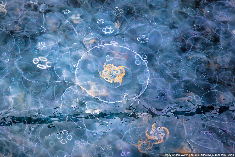 Нашествие медуз в Севастополе