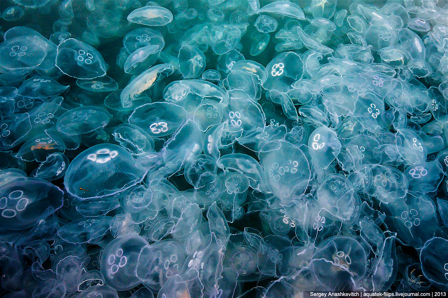 Нашествие медуз в Севастополе