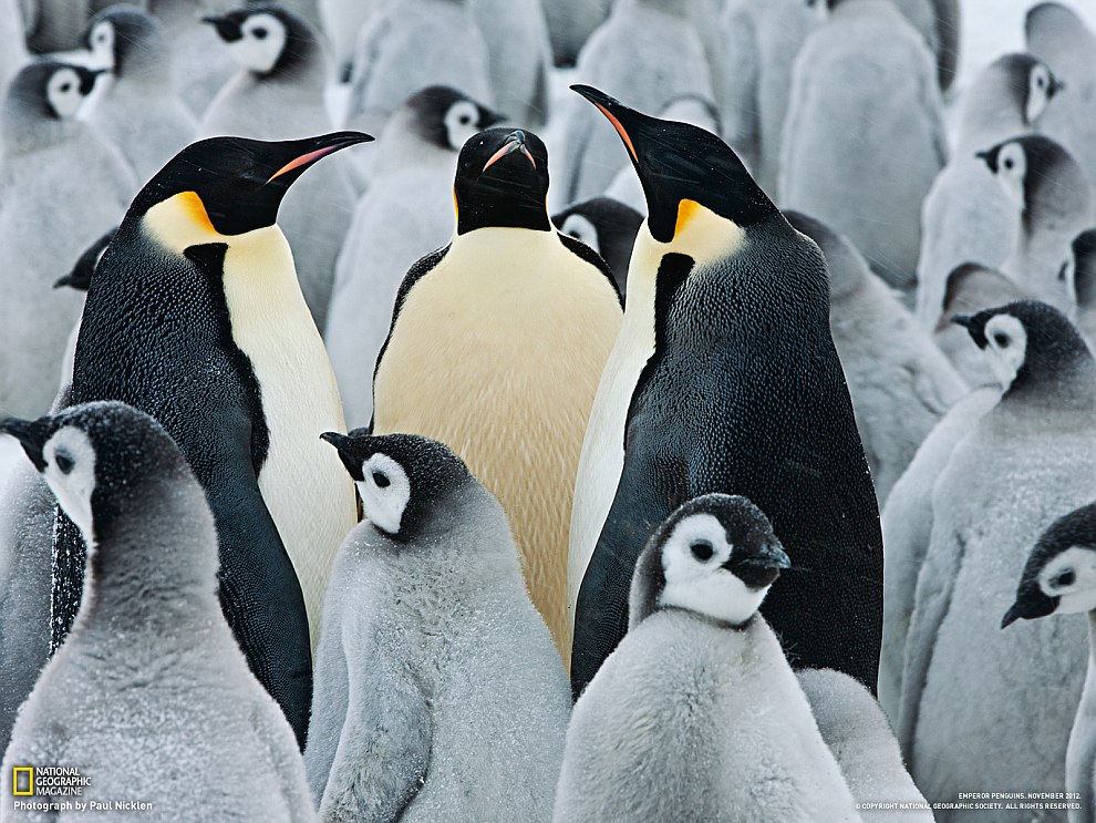 Колония императорских пингвинов в Антарктиде