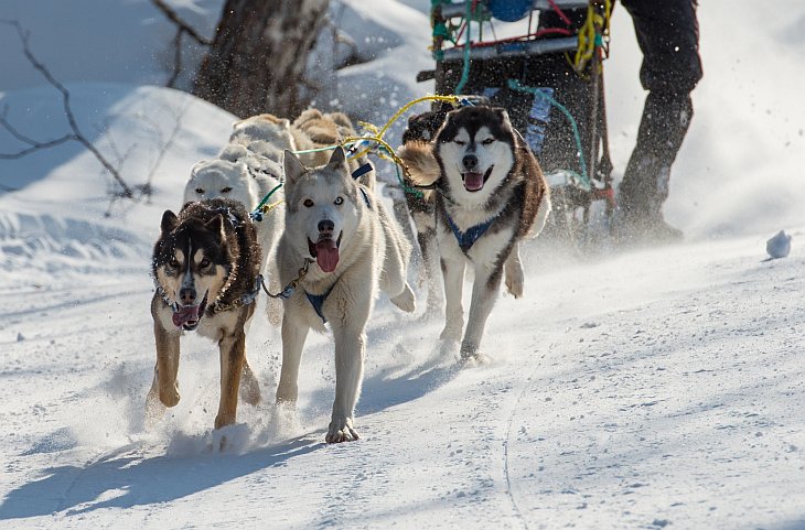 Гонка на собачьих упряжках на Камчатке