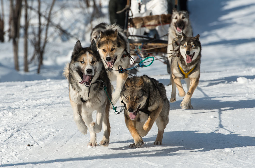 Гонка на собачьих упряжках на Камчатке
