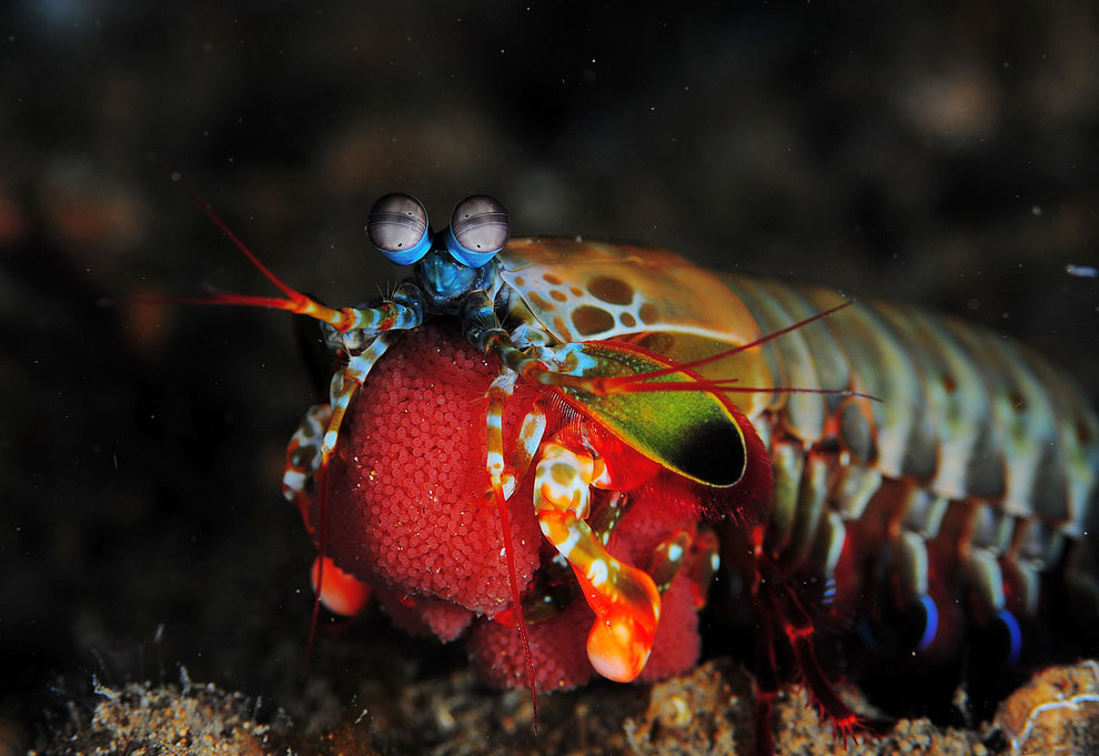 Морской рак-богомол (Peacock mantis shrimp или Odontodactylis scyllarus)