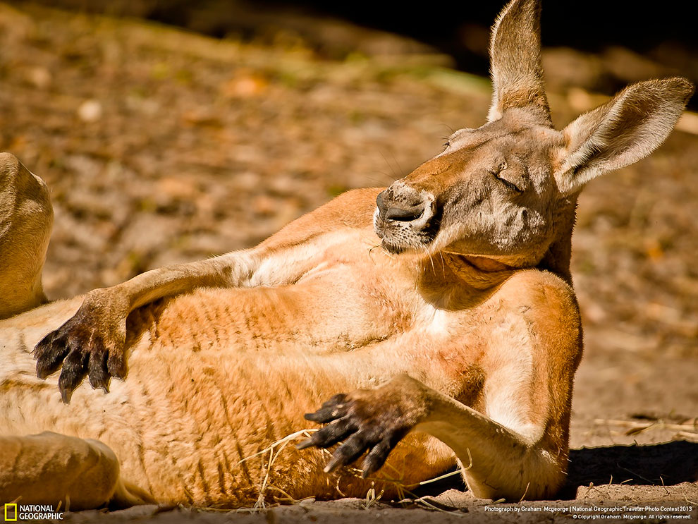 Портрет отдыхающего кенгуру