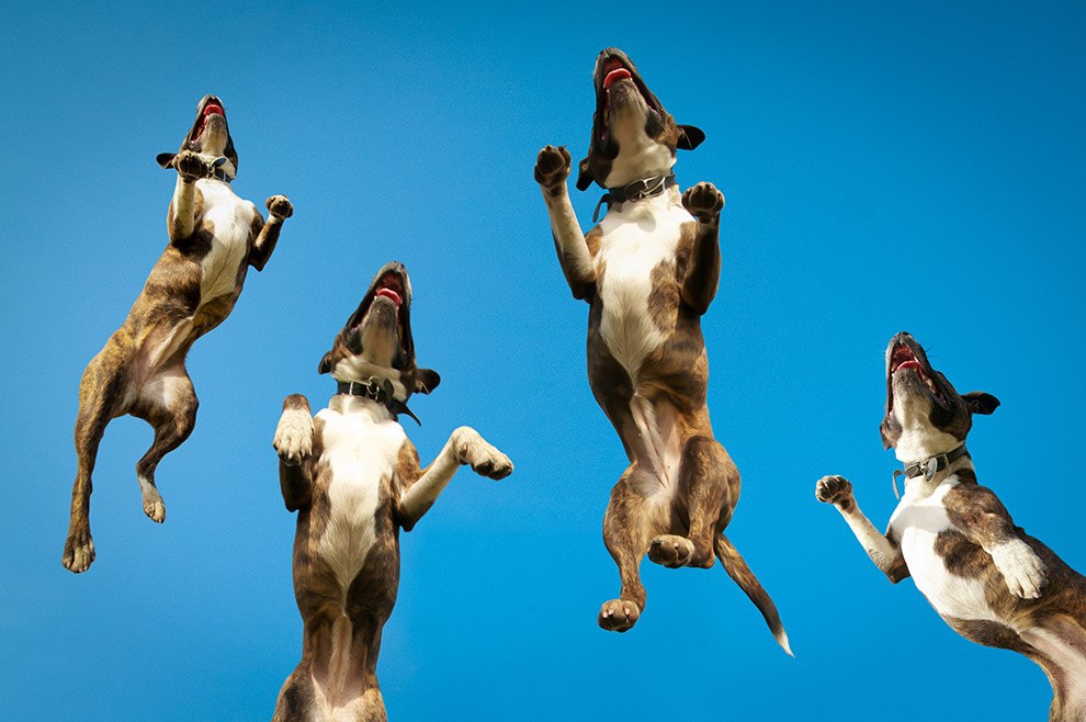  Летающие собаки