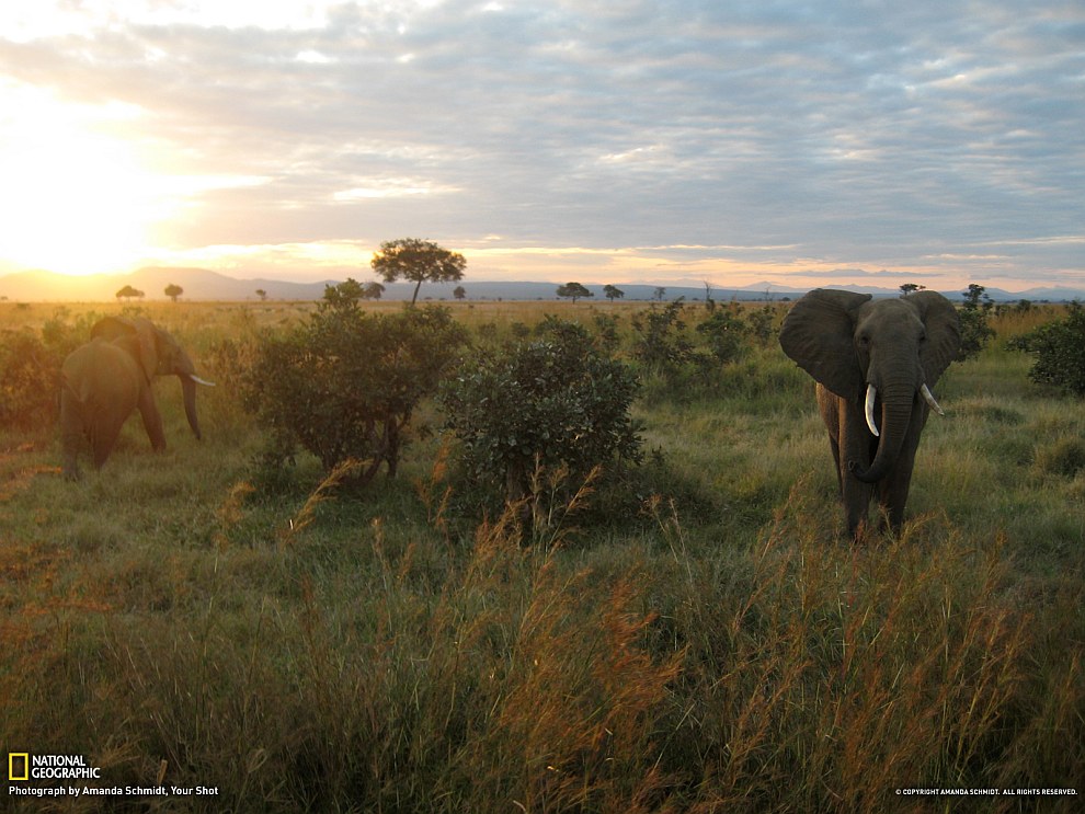 Слоны в Танзании