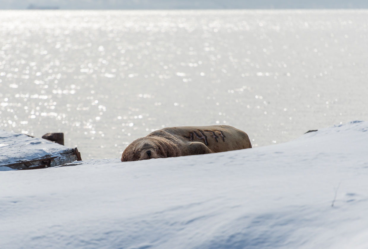 Ушастые тюлени Камчатки
