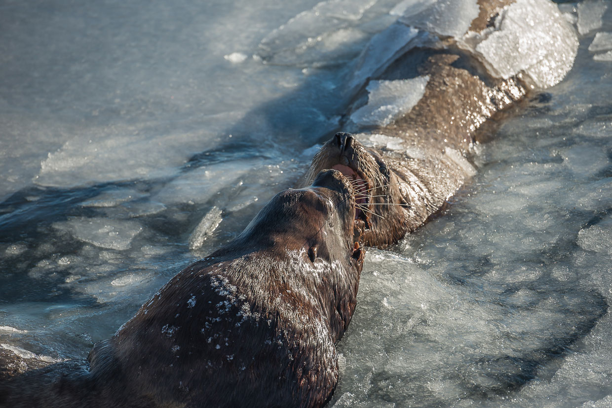Ушастые тюлени Камчатки