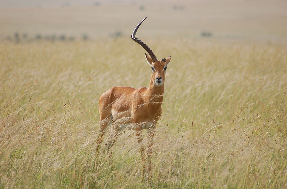 Однорогая газель в Национальном заповеднике в Кении