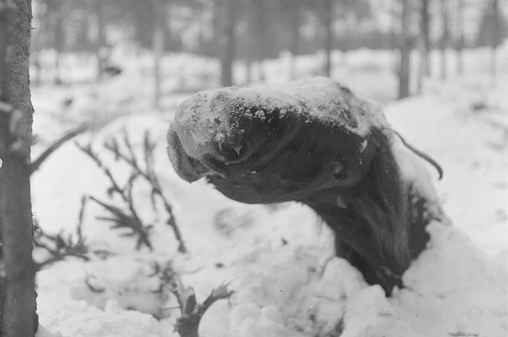 Замерзший конь возле Ruhtinaanmäki Замерзший конь возле Ruhtinaanmäki