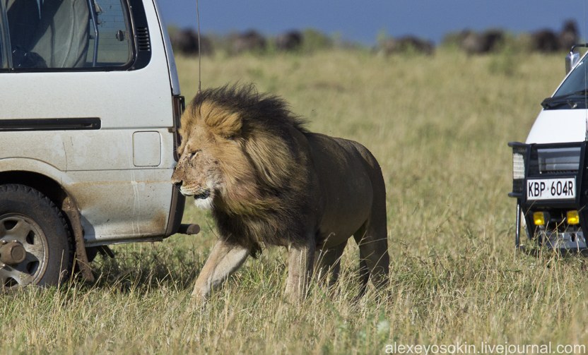 Африканские львы. Часть 2