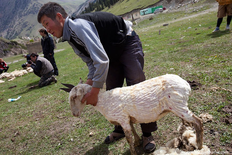 Весна — пора стричь овец