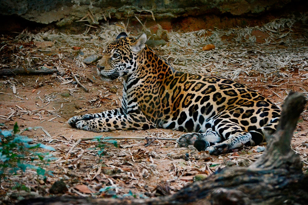 Зоопарк в Таиланде