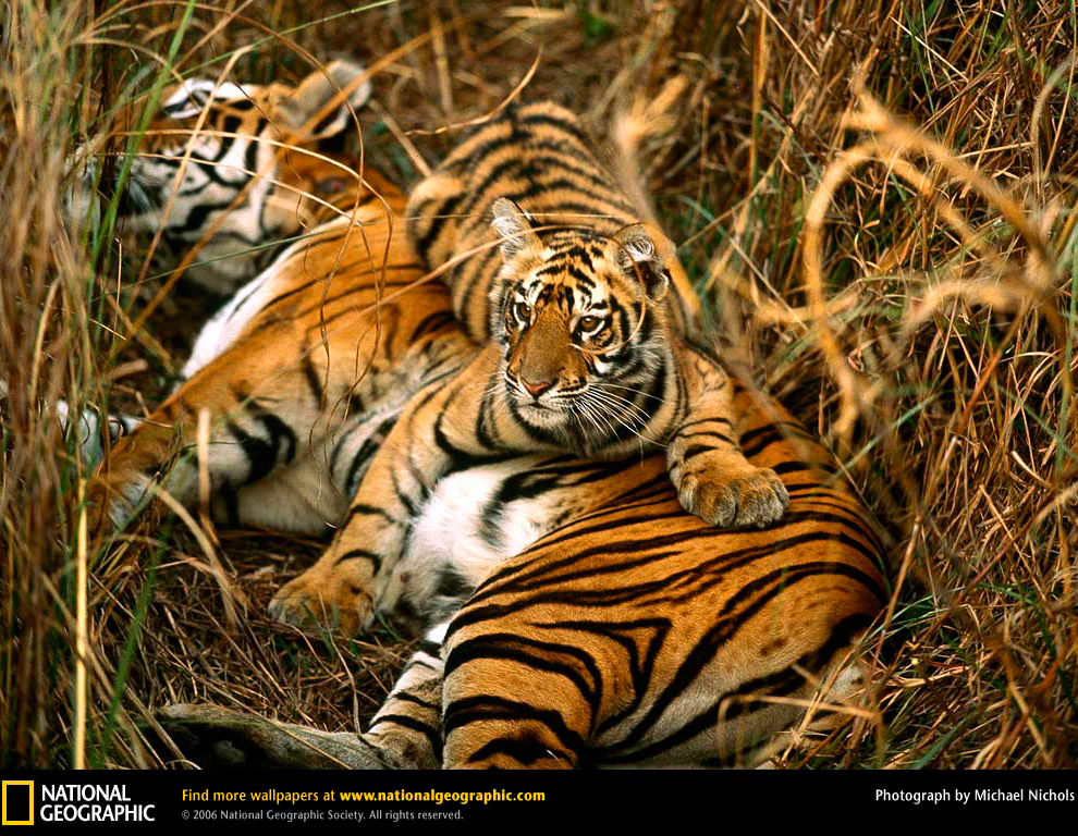 Бенгальские тигры