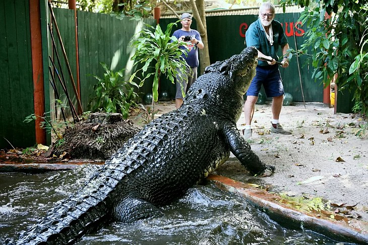 Кассиус Клей — самый большой в мире крокодил 