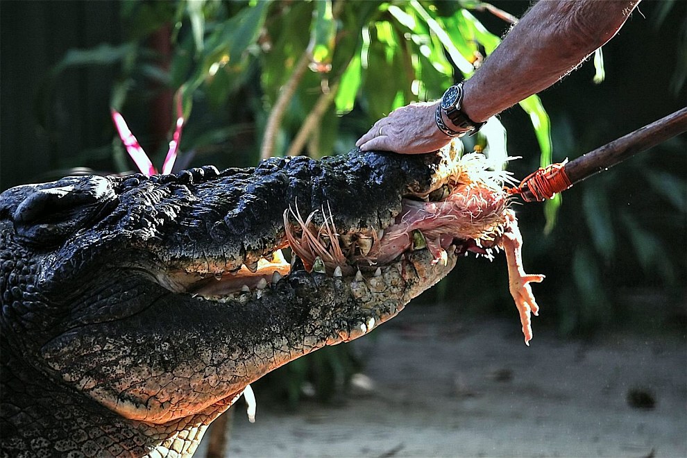 Кассиус Клей — это не только самый старый, но и самый большой в мире крокодил, живущий в соленой воде