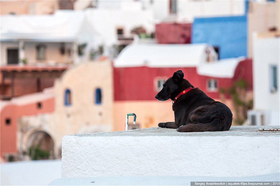 Все собаки попадают в рай: остров Санторини