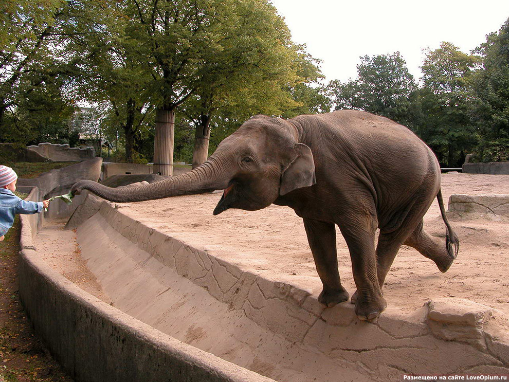 Как живут слоны в неволе