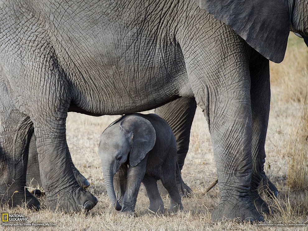 Слоны в национальном парке Серенгети