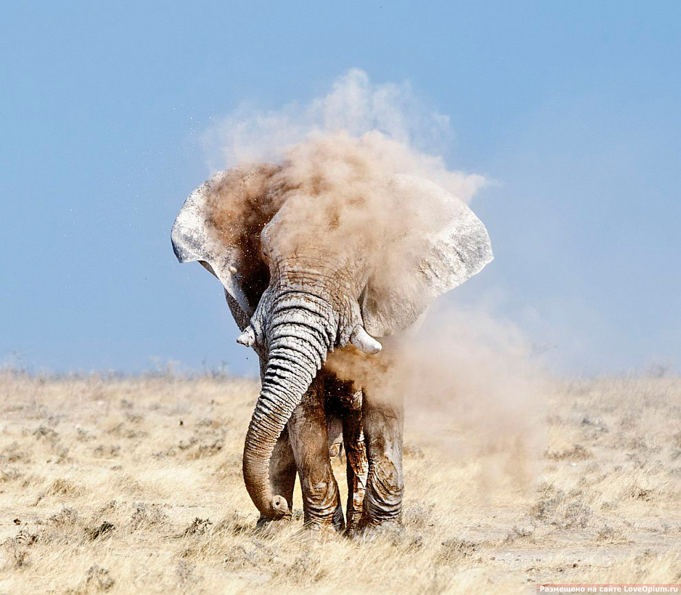 Слоны в пустыне