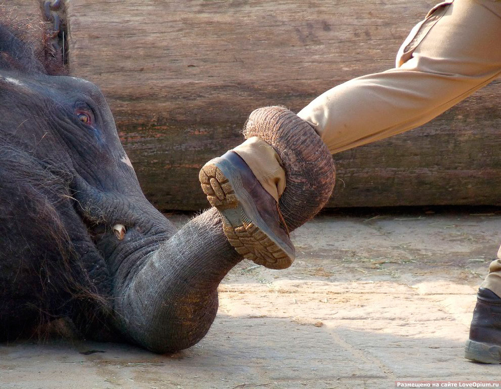 Как живут слоны в неволе