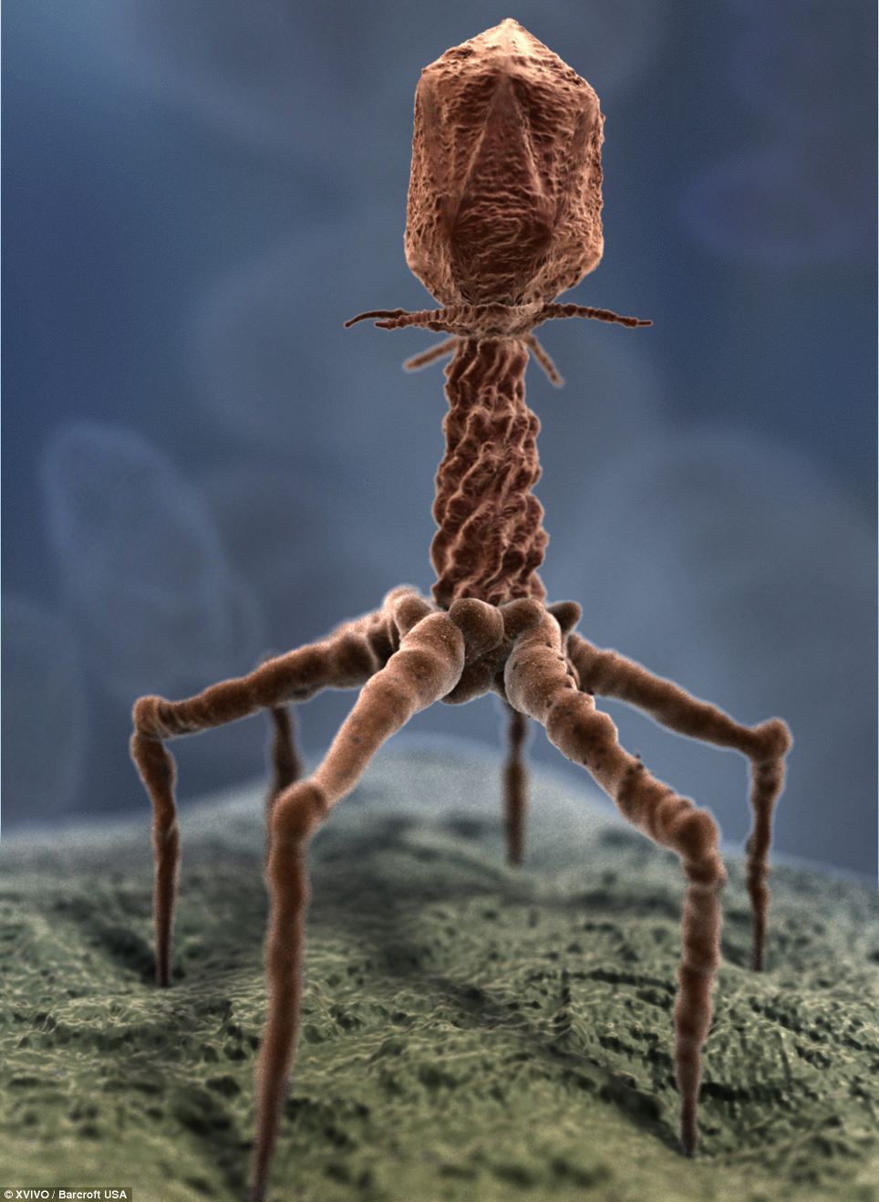 Бактериофаги (др.-греч. «пожираю») — вирусы, избирательно поражающие бактериальные клетки. Чаще всего бактериофаги размножаются внутри бактерий. Размер частиц приблизительно от 20 до 200 нм