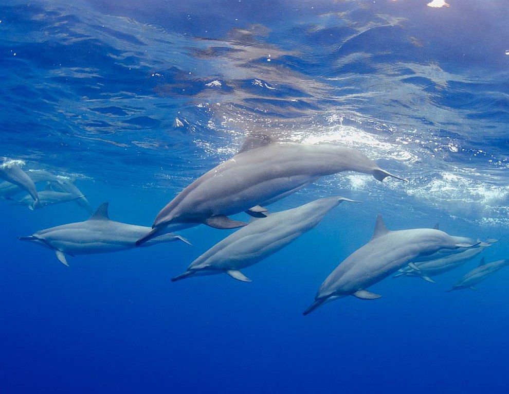 Дельфины на Гавайях