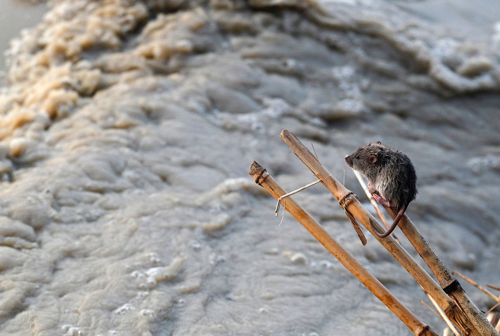 Мышка спасается от наводнения в Нью-Дели