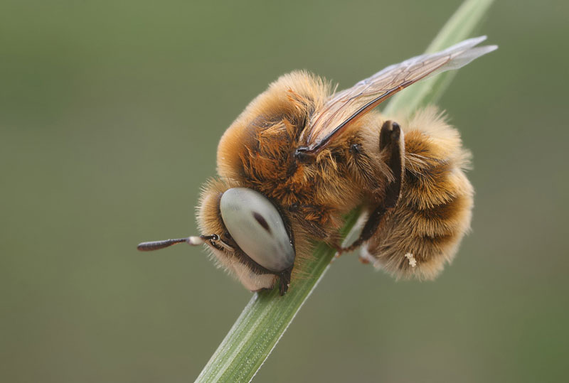 Как спят пчелы