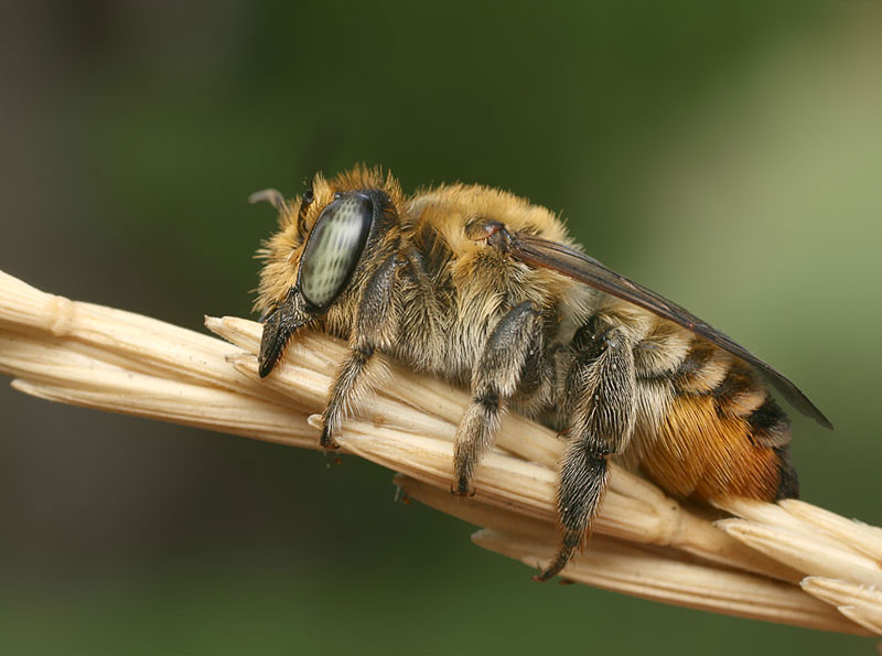 Как спят пчелы