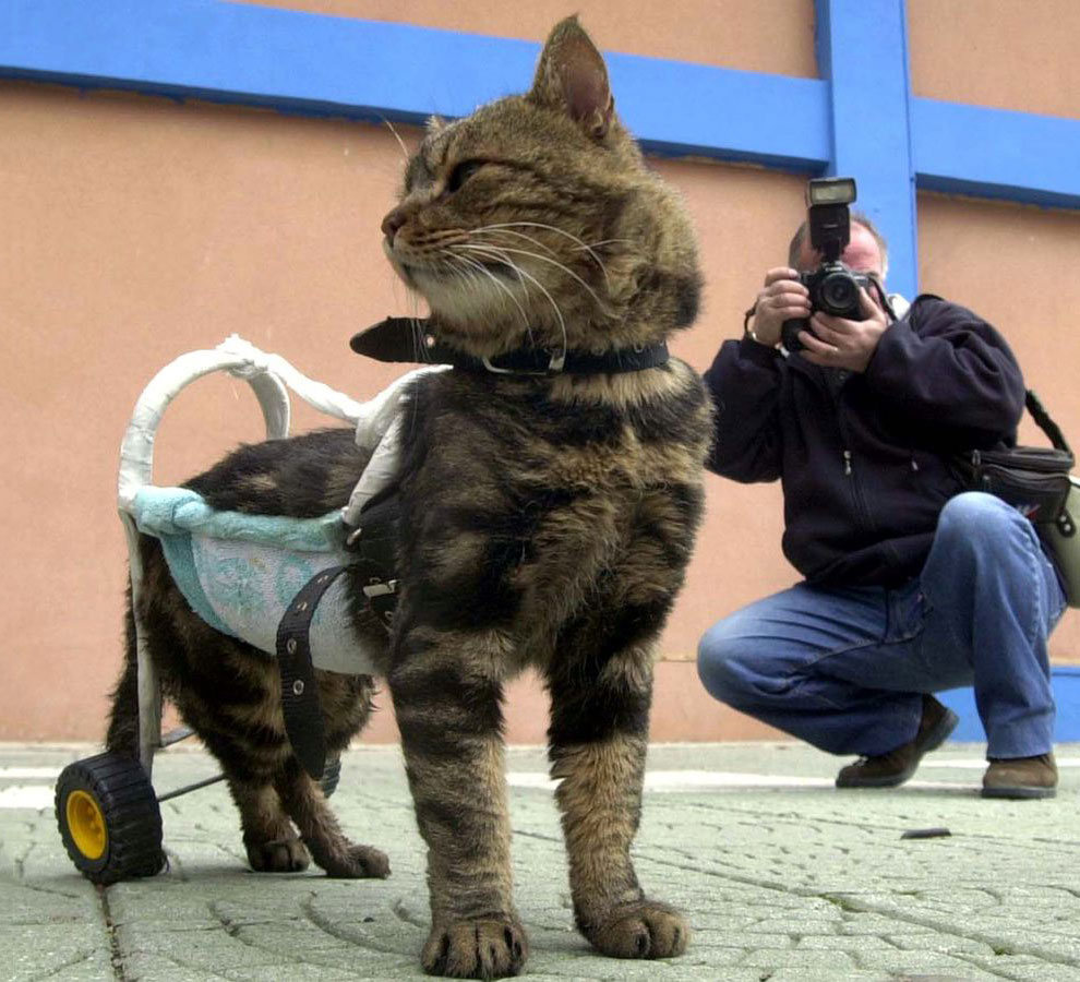 Турецкая кошка Сиси